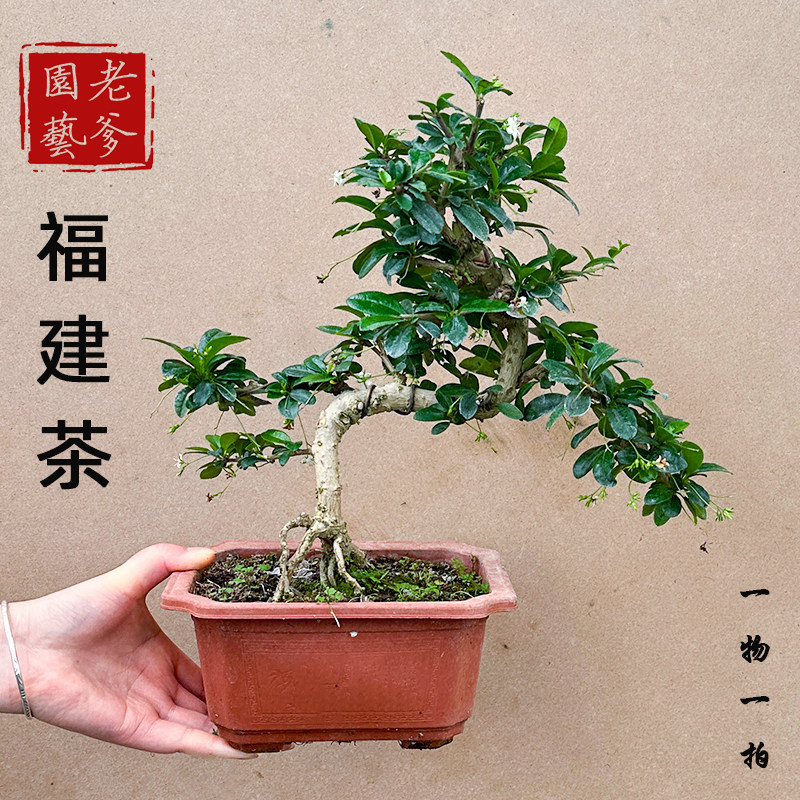 老桩福建茶盆景造型树苗 基地直发 一物一拍 耐晒室内绿植盆栽