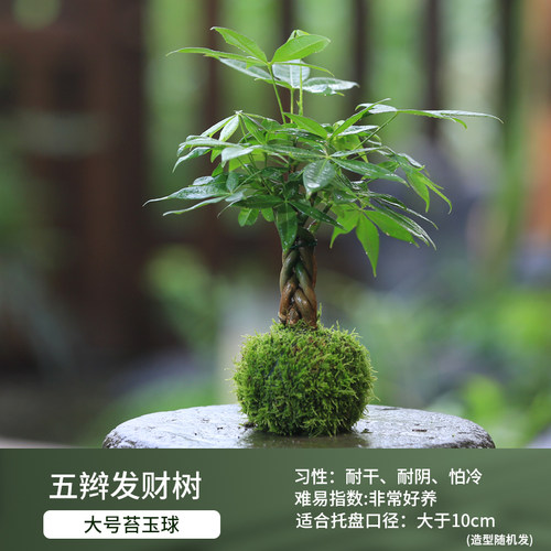 懒人水培植物和鱼共养耐阴苔玉球