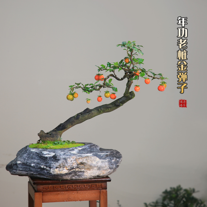 金弹子老桩盆景庭院盆栽