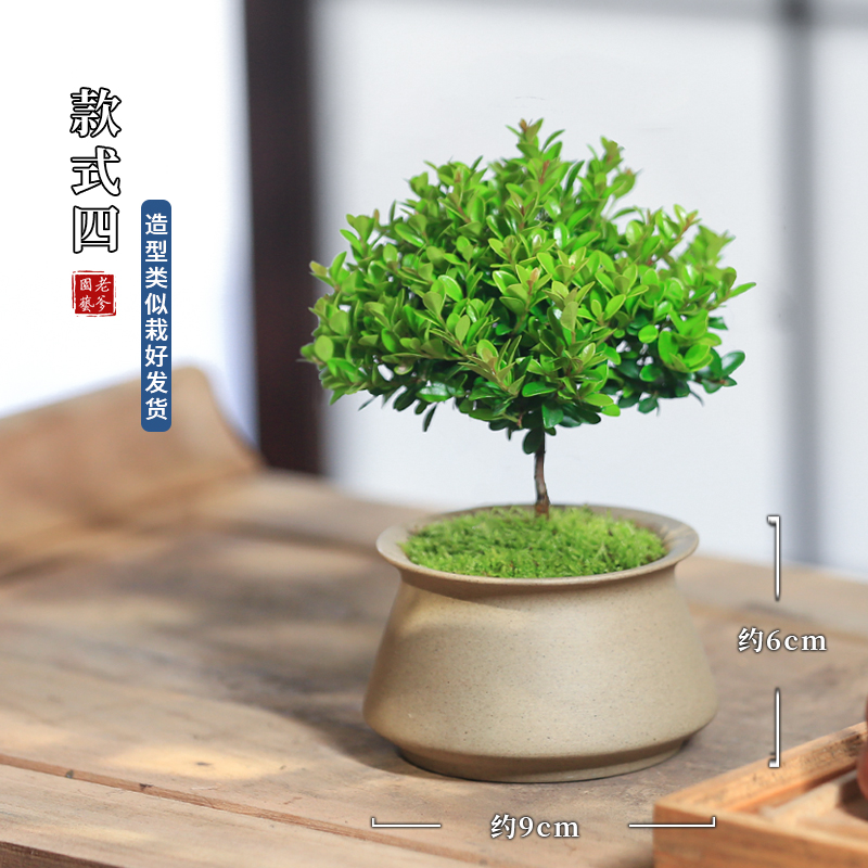 桌面常绿盆栽小叶赤楠