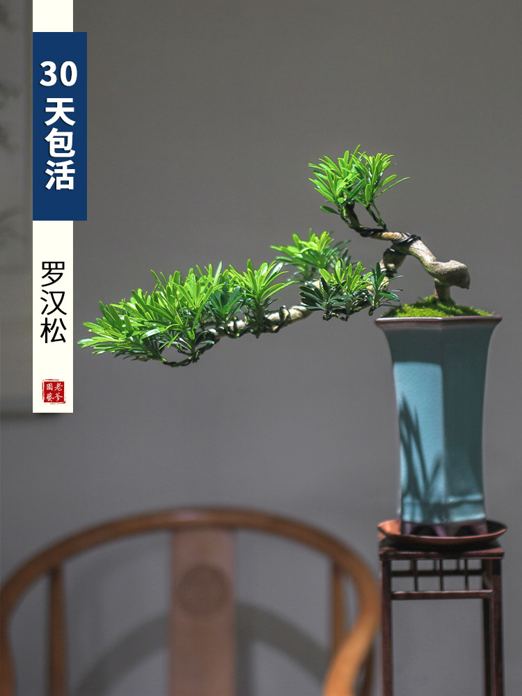 罗汉松盆景悬崖老桩植物室内真盆景摆件造景客厅阳台绿植中式盆栽
