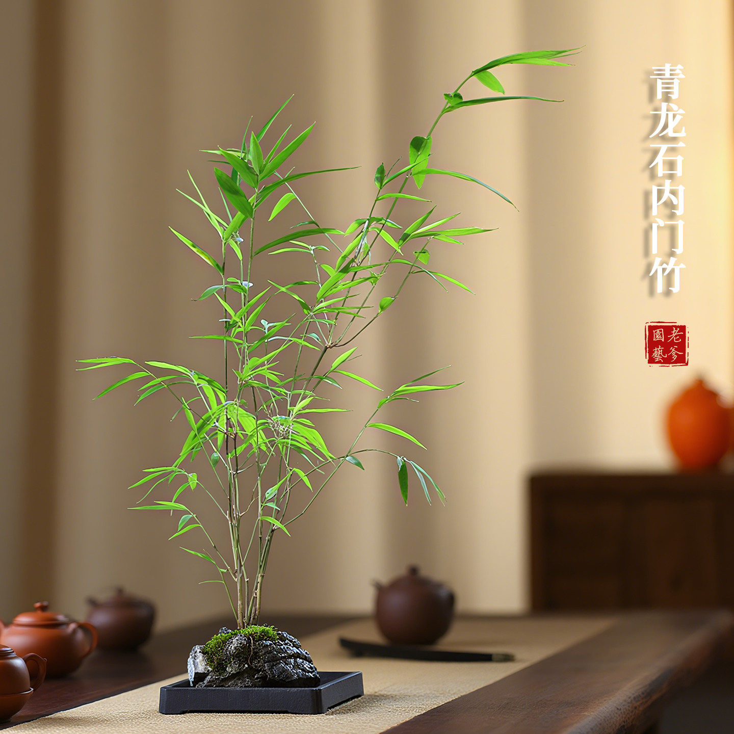 竹子盆栽室内附石水培内门竹盆景四季常绿精品老桩禅意绿植观赏竹