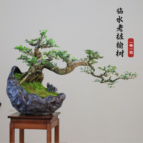 年功榆树一物一拍耐寒好养