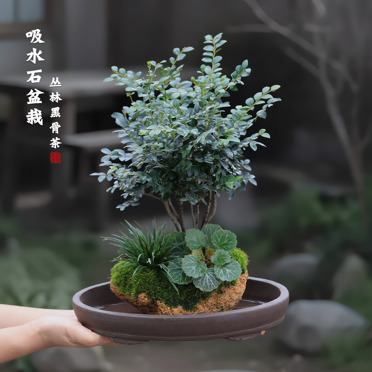 吸水石盆景室内桌面绿植茶室禅意懒人好养水培植物小叶紫檀盆栽