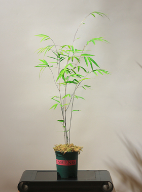 正宗内门竹盆栽名贵竹子苗茶桌观叶绿植桌面绿植盆景竹子室内盆栽