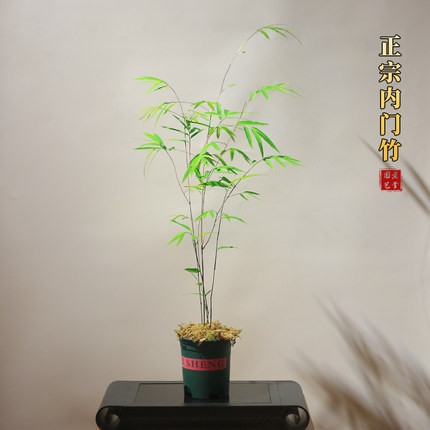 正宗内门竹盆栽名贵竹子苗茶桌禅意绿植桌面绿植盆景竹子室内盆景