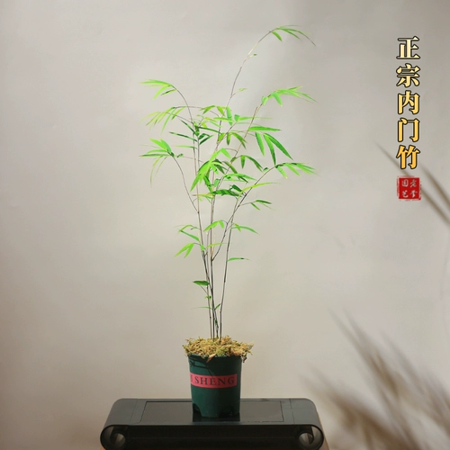Аутентичный тайваньский внутренний дверной дверной бамбуковой горшок с бамбуковым саженком двора Просмотр зеленых растений.