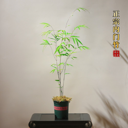 老爹家的菖蒲禅意盆栽耐寒耐阴