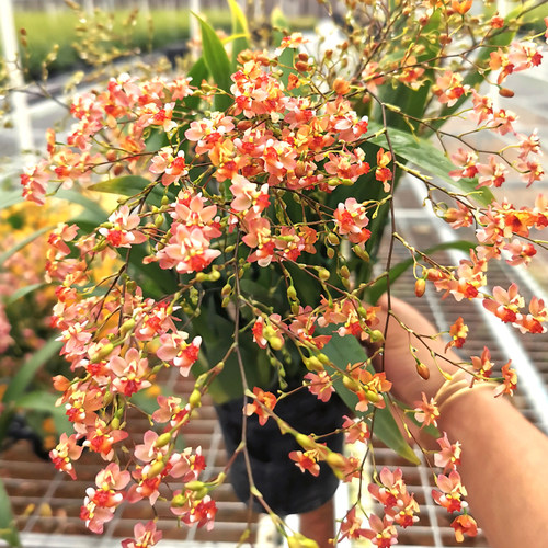 香水文心兰盆栽带花苞发货