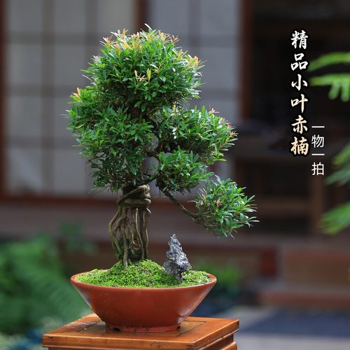 小叶赤楠盆景一物一拍