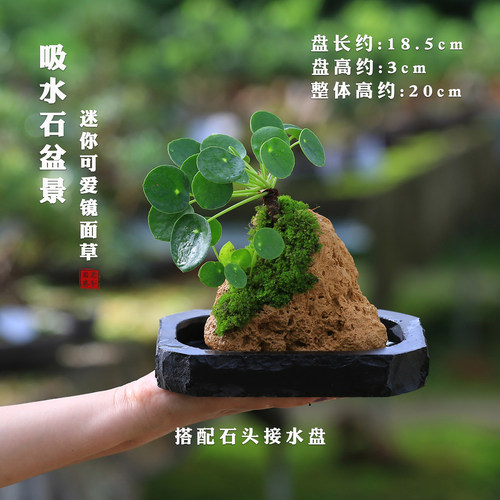 镜面草盆栽吸水石盆景造型室内桌面摆件新手懒人易养水培附石植物