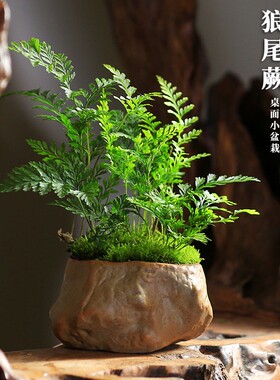 狼尾蕨趣味迷你蕨类植物盆栽四季常青室内净化空气植物桌面好养
