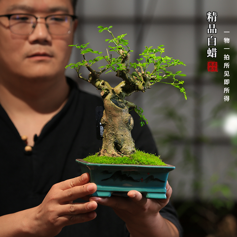 对接白蜡造型一物一拍盆景树桩