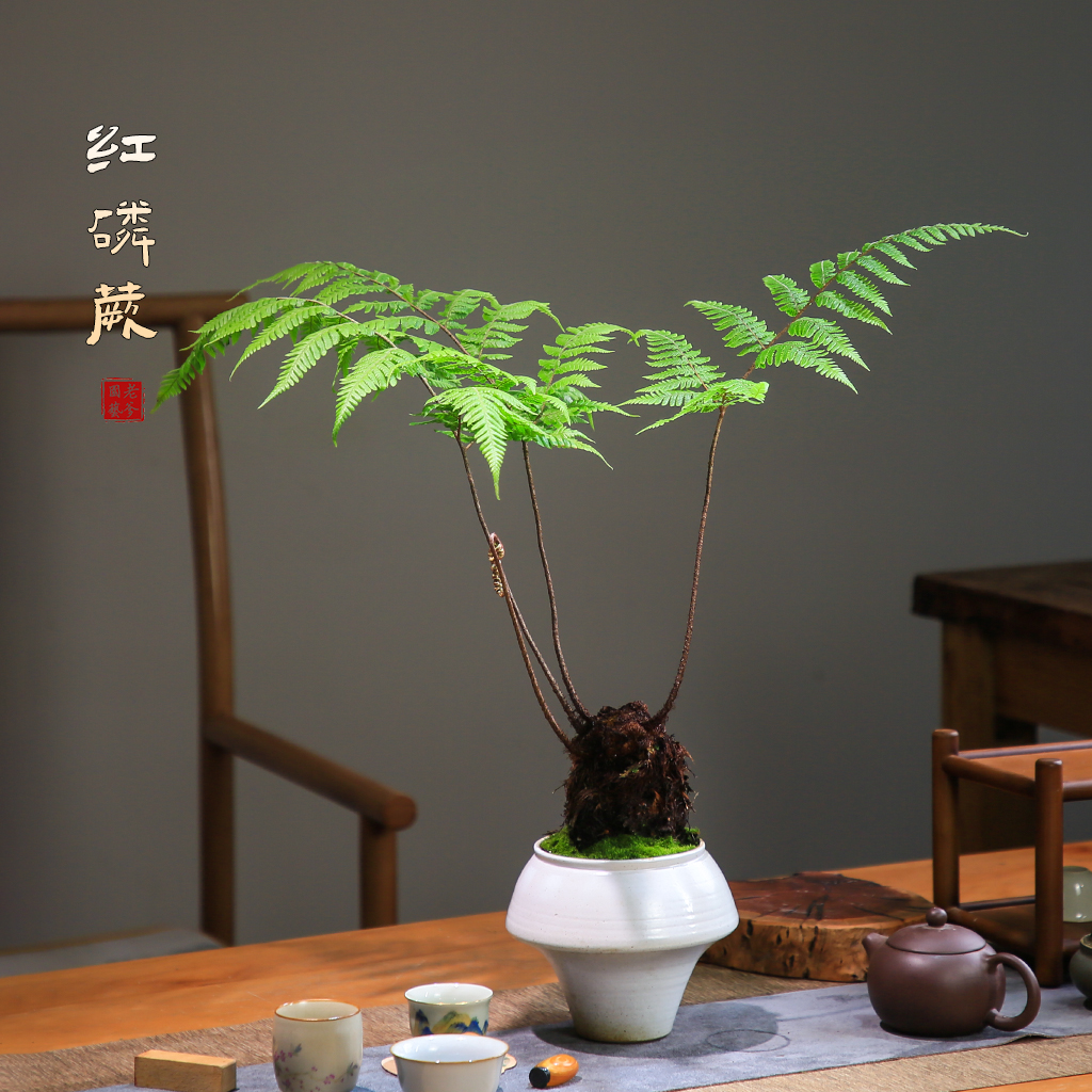 红磷蕨盆栽室内绿植净化空气