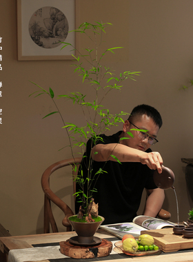 正宗内门竹禅意盆景高端茶室植物室内绿植桌面摆件好养竹子盆栽