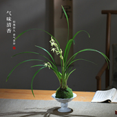 兰花草本花卉盆栽植物办公桌苔玉兰花室内绿植阳台高端兰花年宵花