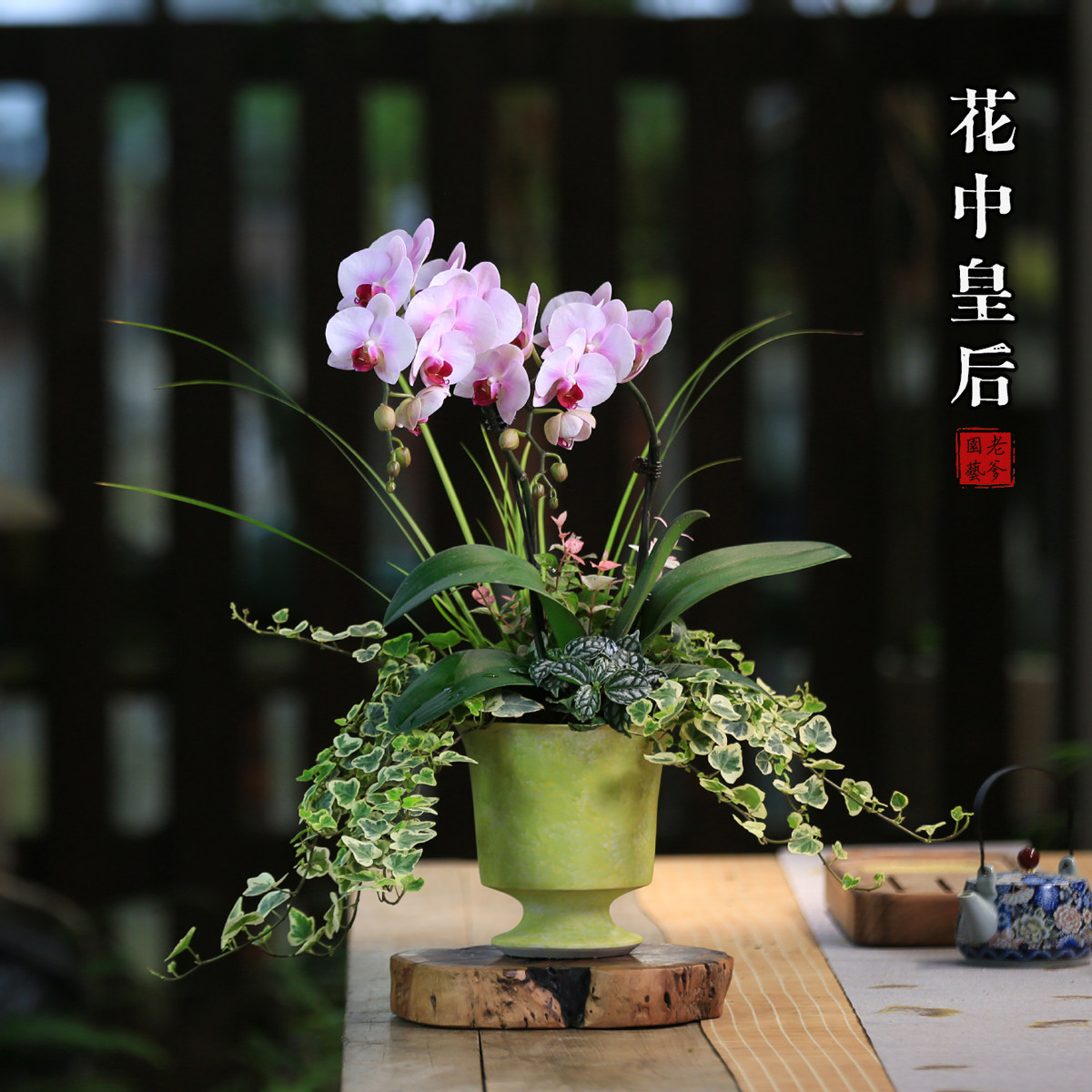 蝴蝶兰盆栽带花室内四季好养开花植物兰花客厅花卉桌面绿植好养