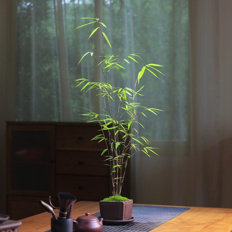 正宗内门竹盆栽名贵门内竹室内庭院茶室玄关绿植四季常青竹子盆景,鲜花速递/花卉仿真/绿植园艺,造型盆景,淘宝优惠券,粉丝福利购,淘宝优惠卷