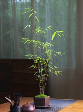 正宗内门竹盆栽名贵门内竹室内庭院茶室玄关绿植四季常青竹子盆景