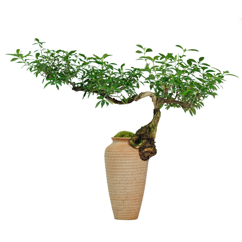 六月雪真盆景室内悬崖式植物造型摆件中式茶室阳台绿植花卉盆栽