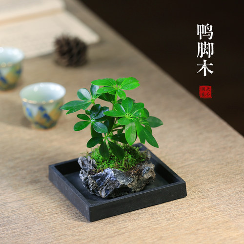 鸭脚木水培桌面绿植四季常绿