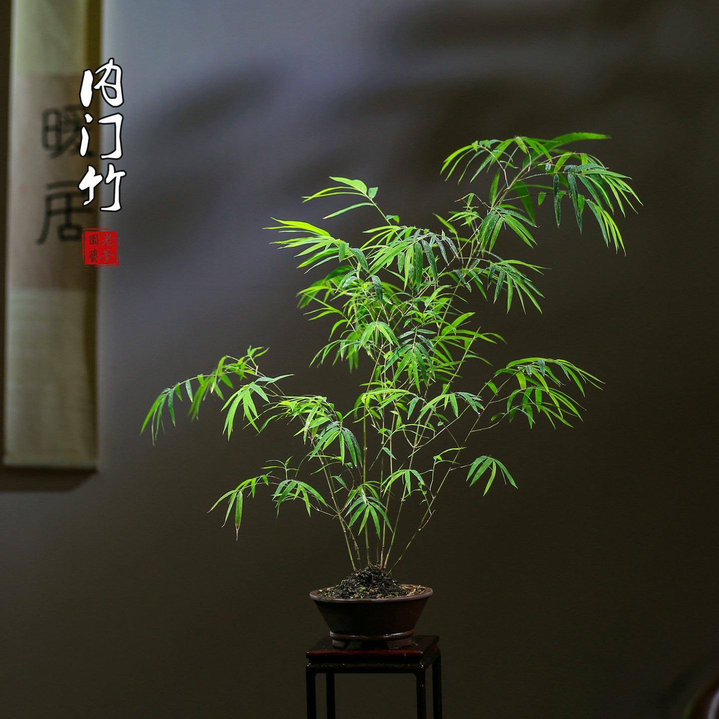 内门竹好养非常容易观叶植物含盆