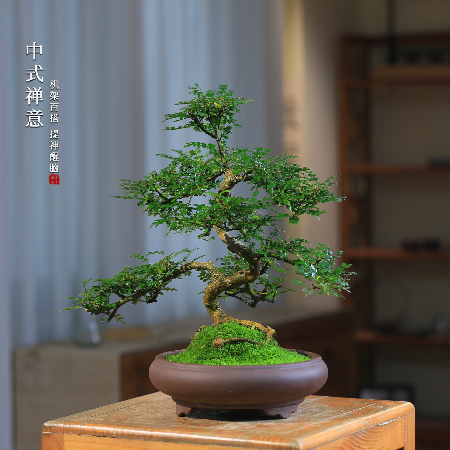胡椒木造型盆景四季常青禅意盆栽