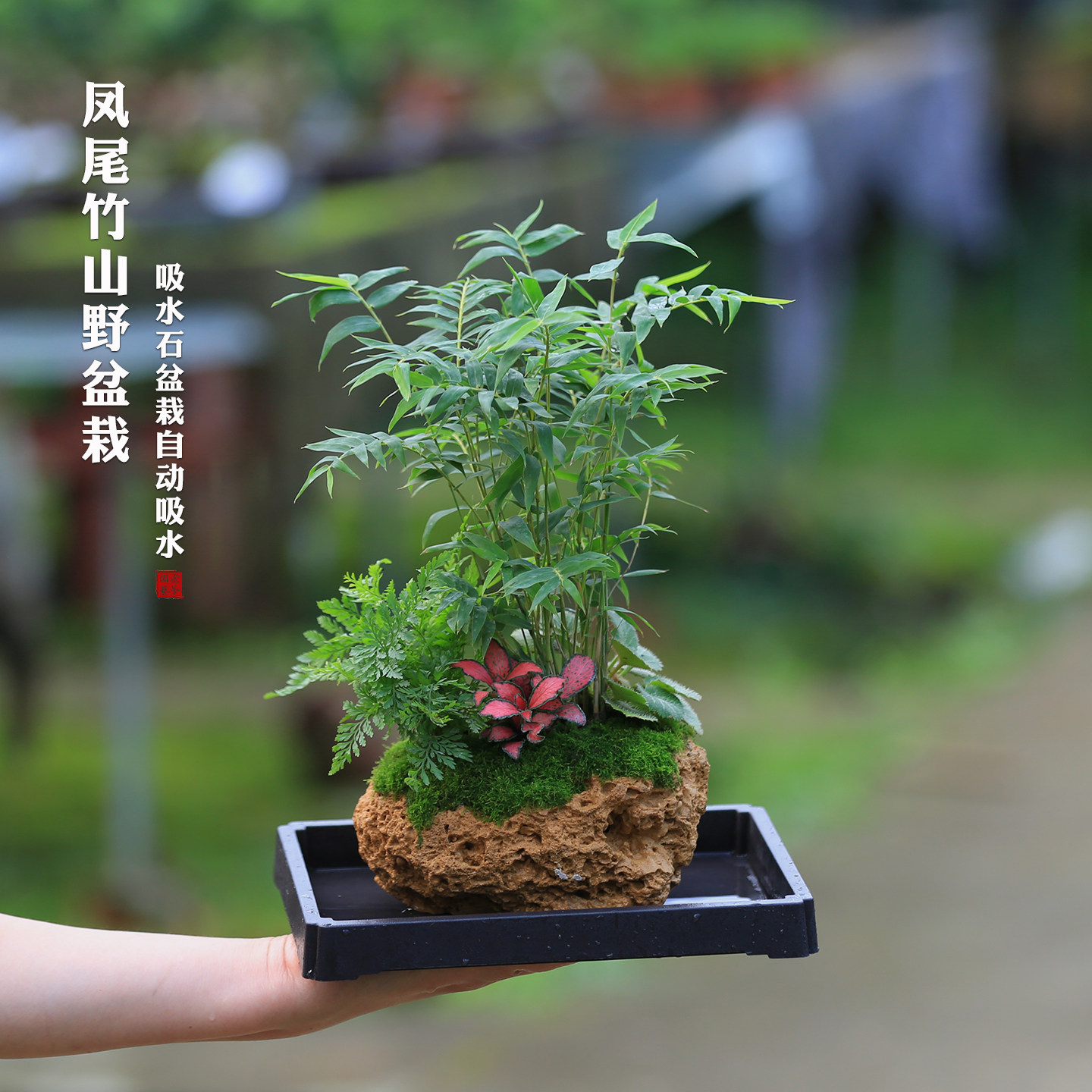 吸水石盆景四国矮竹山野盆栽室内茶室竹子盆景懒人好养水培植物