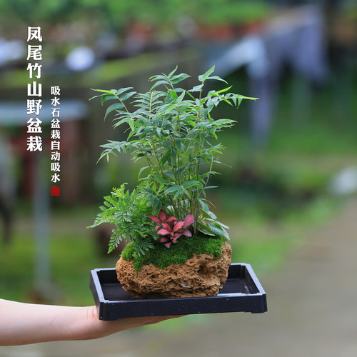 吸水石盆景假山米竹盆栽室内绿植茶室竹子盆景懒人好养水培植物