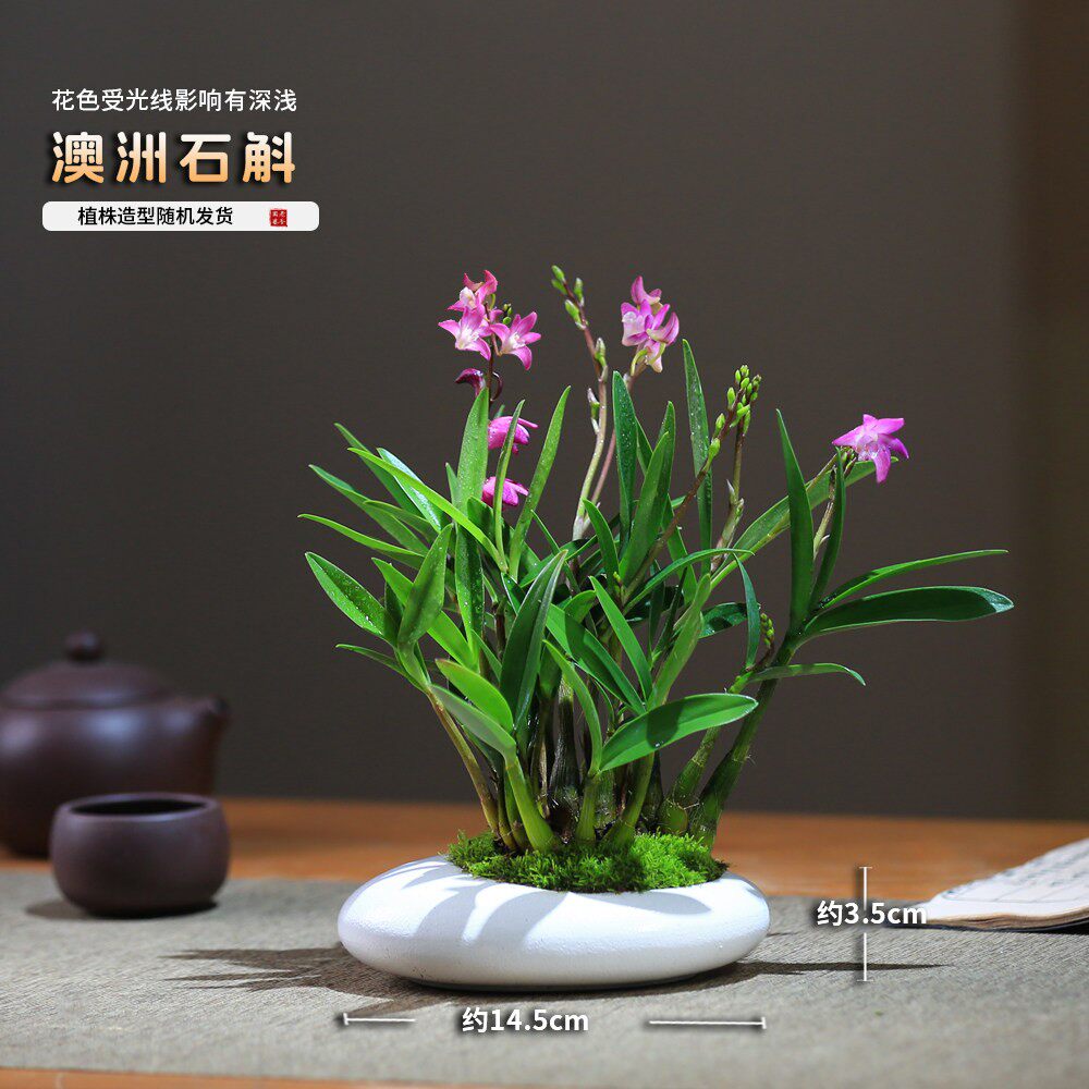 澳洲石斛石斛兰盆栽带花室内花卉桌面兰花盆栽好养易活年宵花好养 - 老爹家的菖蒲