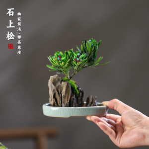 菊花罗汉松附石盆景好养观果