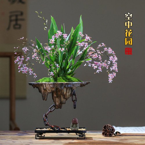 老爹家梦香兰观花30天包活