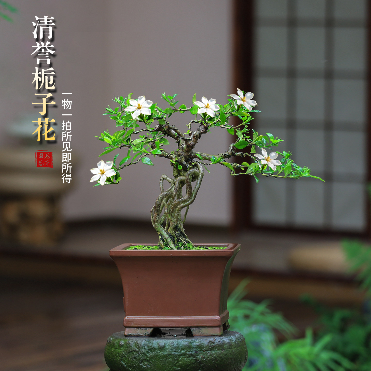 清香栀子花造型盆景老桩带花苞