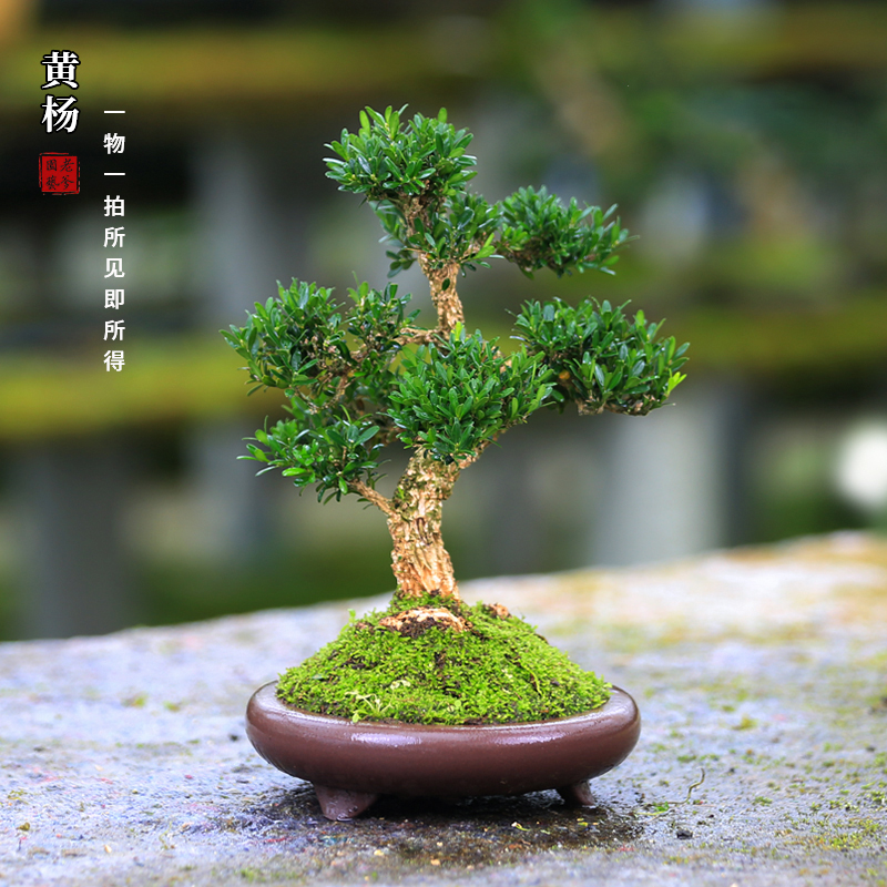 皱皮黄杨造型盆栽30天包活