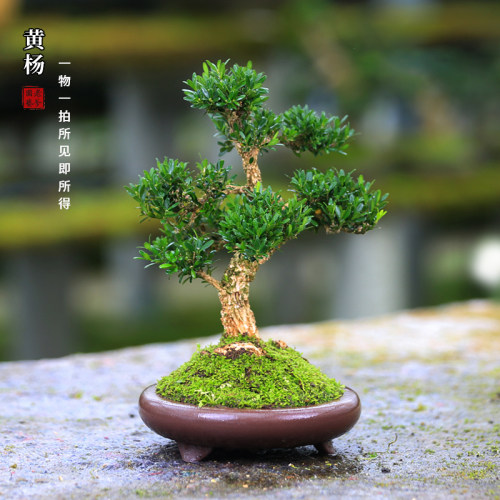 皱皮黄杨造型盆栽30天包活