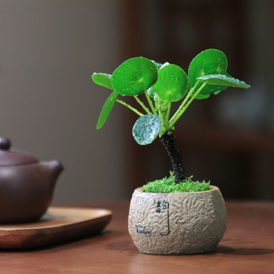 镜面草盆栽网红绿植室内办公桌耐阴植物好养老桩迷你盆景四季常绿