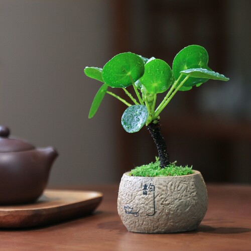 镜面草盆栽网红绿植室内办公桌