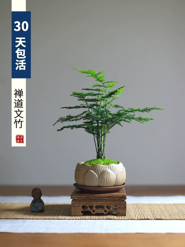 Ди -Жу Горт Посаженное воздушное зеленое растение четыре сезона Хорошее анти -радиационное наблюдение за творческим бонсай -гостиной в офисной стойке балкон