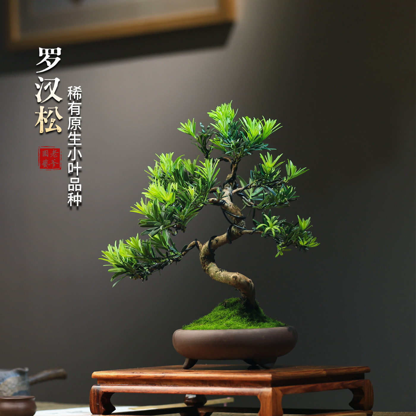 罗汉松造型真盆景室内好养