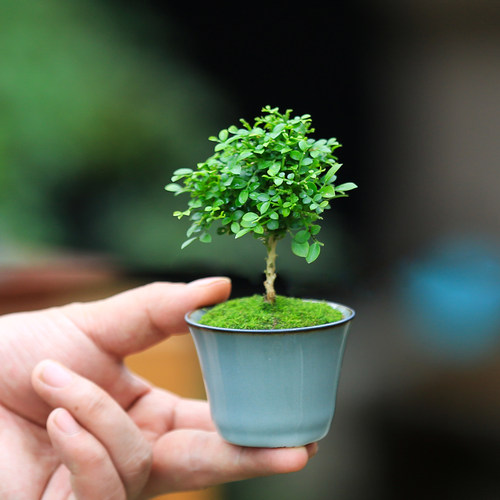 九里香盆栽植物办公室桌面