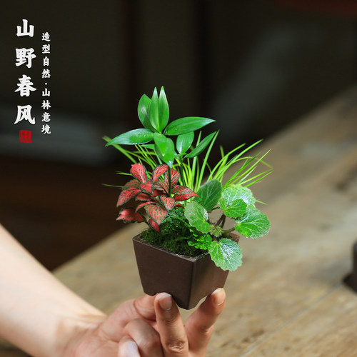 山野草水培微景观桌面绿植好养