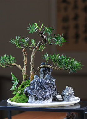 假山造景一物一拍山水造型水旱盆景绿植山水盆栽客厅办公室摆件