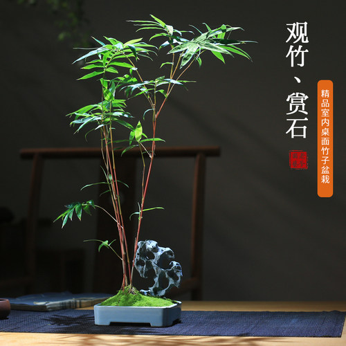 竹子盆栽红竹米竹创意雅石盆景