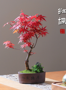红枫盆景植物老桩客厅办公红舞姬黄金枫盆栽观叶小绿植净化空气