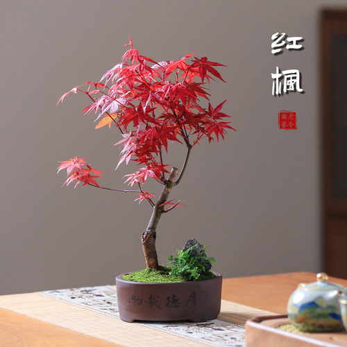 红枫室内红叶植物桌面