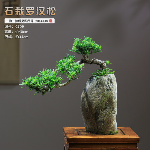 所见即所得罗汉松禅意送礼礼品