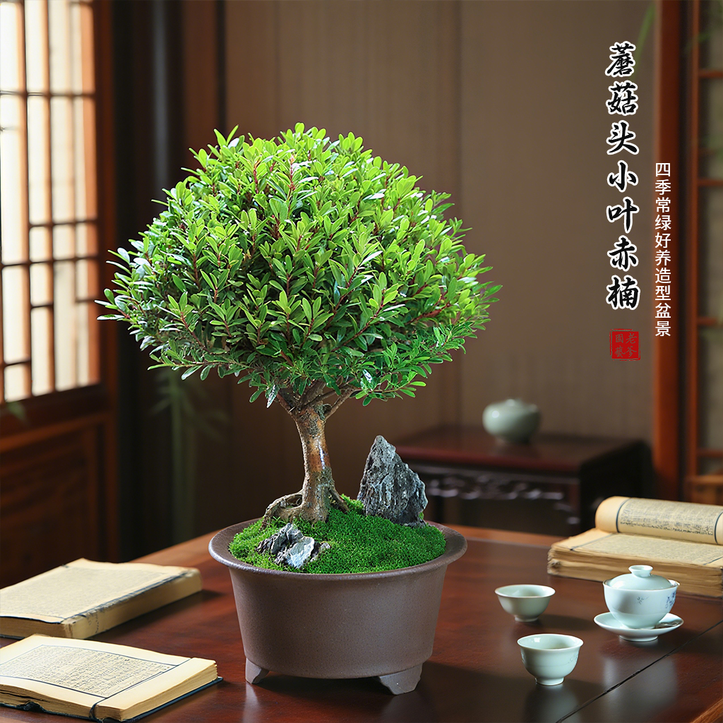 小叶赤楠室内常青绿植造型盆景