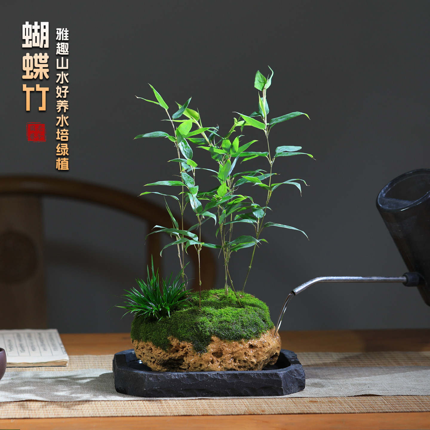 室内桌面蝴蝶竹子盆景好养净化