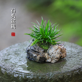 附石菖蒲小盆栽水培植物办公桌面昌蒲盆景茶台摆件吸水石绿植