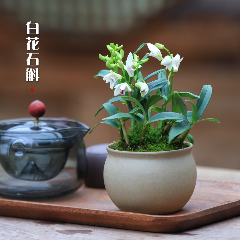 白花石斛兰盆栽带花茶室禅意盆景桌面花卉植物室内迷你兰花盆栽,鲜花速递/花卉仿真/绿植园艺,国兰/杂交兰/洋兰类,淘宝优惠券,粉丝福利购,淘宝优惠卷